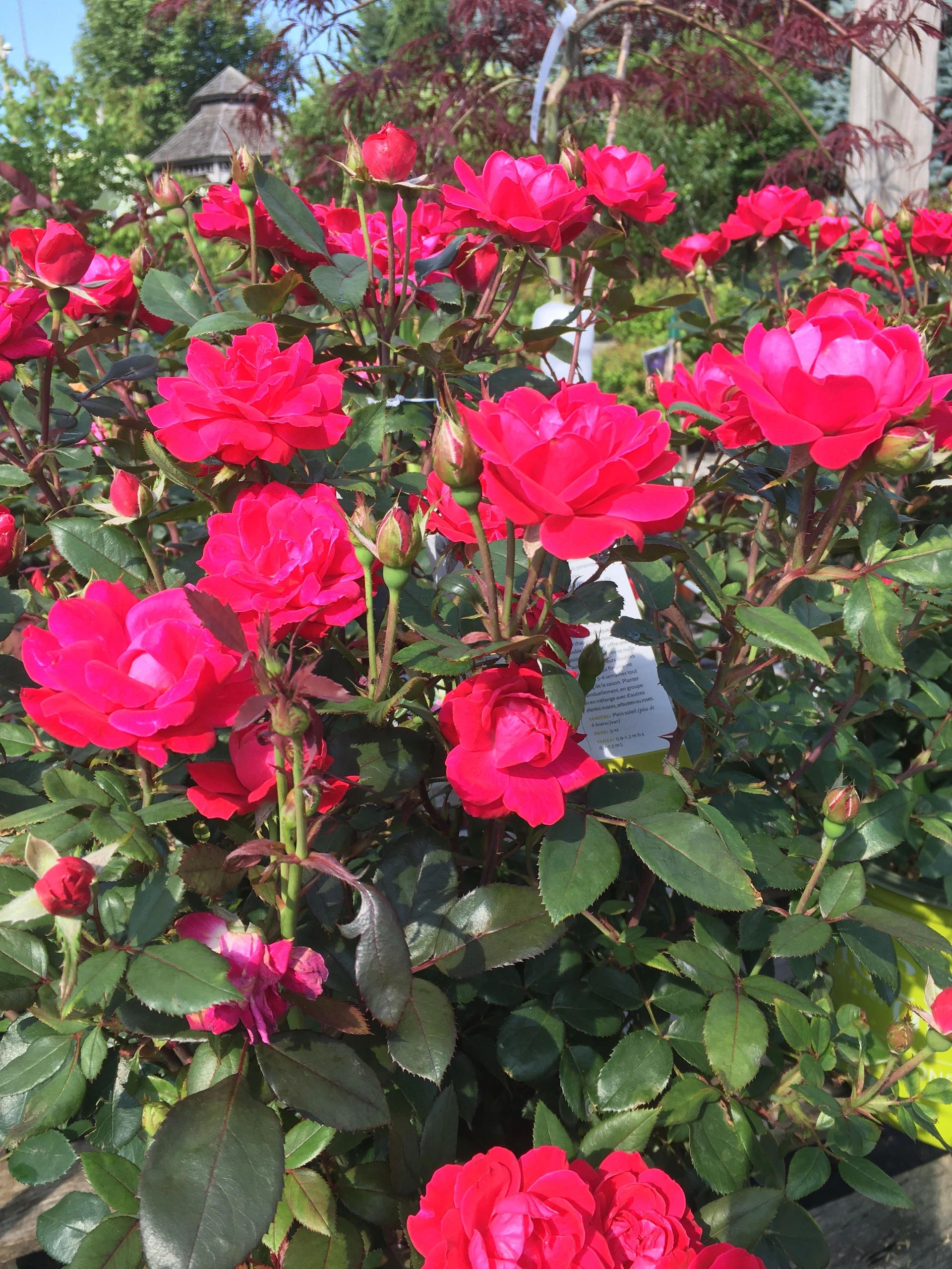 Village Green Nurseries Village Green Nurseries